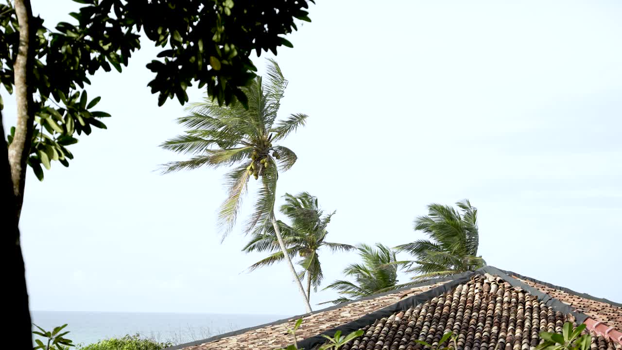 바다를 배경으로 지붕 근처에서 바람에 날아다니는 코코 나무.