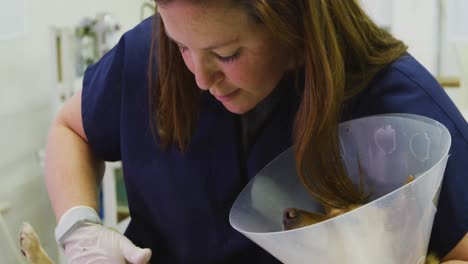 caucasian woman volunteer nursing a dog