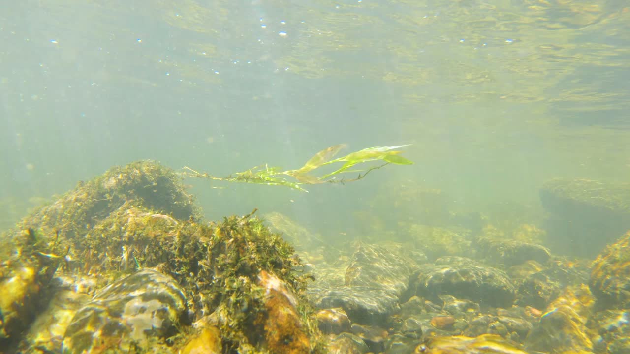 A static underwater shot of a seaweed waving in the current
