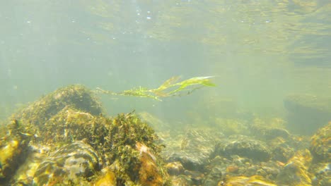 una toma submarina estática de un alga marina ondeando en la corriente