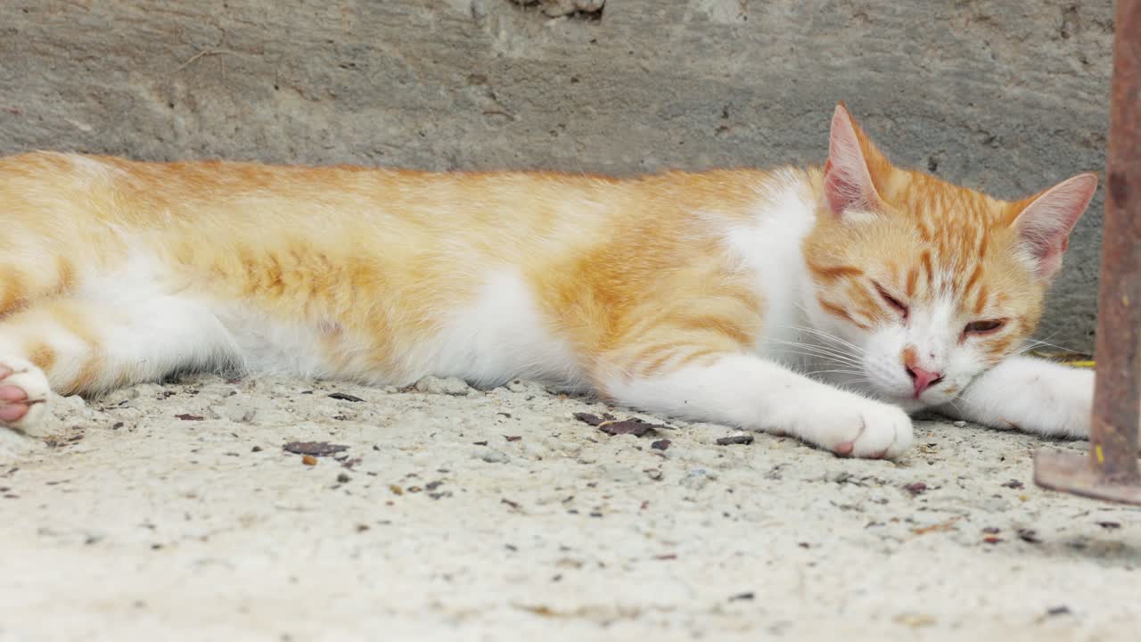 바닥에 졸린 태비 고양이 - 가까이