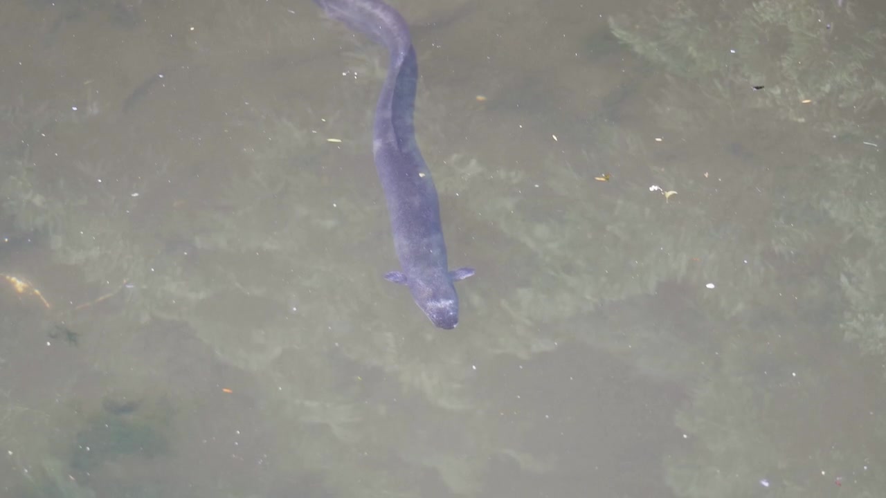 Slow motion native eel swimming underwater in a pond in New Zealand