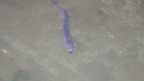 Slow-motion-native-eel-swimming-underwater-in-a-pond-in-New-Zealand