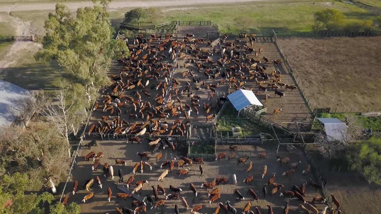 Fitta Mandria di Bestiame in un Grande Recinto Agricolo al Tramonto, Vista Aerea
