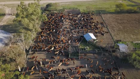 A-dense-cattle-herd-in-a-large-farm-corral-at-dusk,-aerial-view