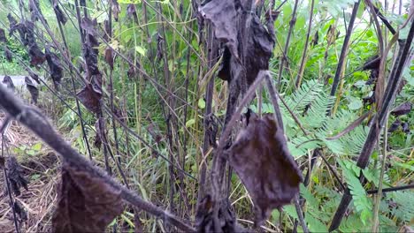 un grupo de pequeños árboles quemados moviéndose con el viento