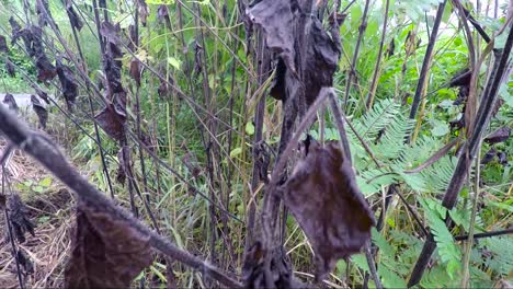 a group of small burnt tree moving with the wind