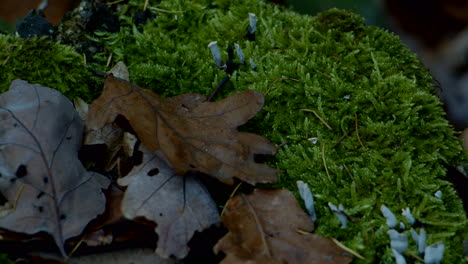 close up of moss leaves autumn forest floor with insects