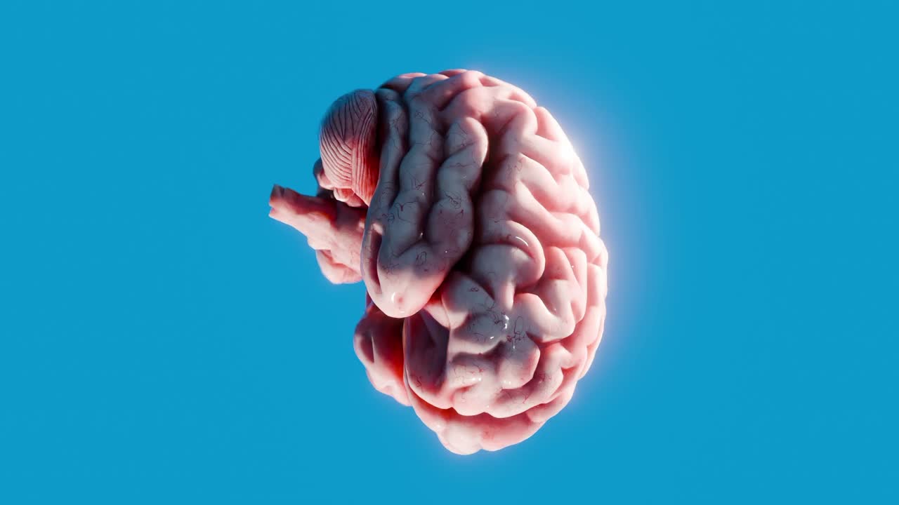 3D human brain isolated on blue background. Anatomical model illustration with soft lighting. Science, intelligence, and mental health concept. Design for poster, header, wallpaper, vertical