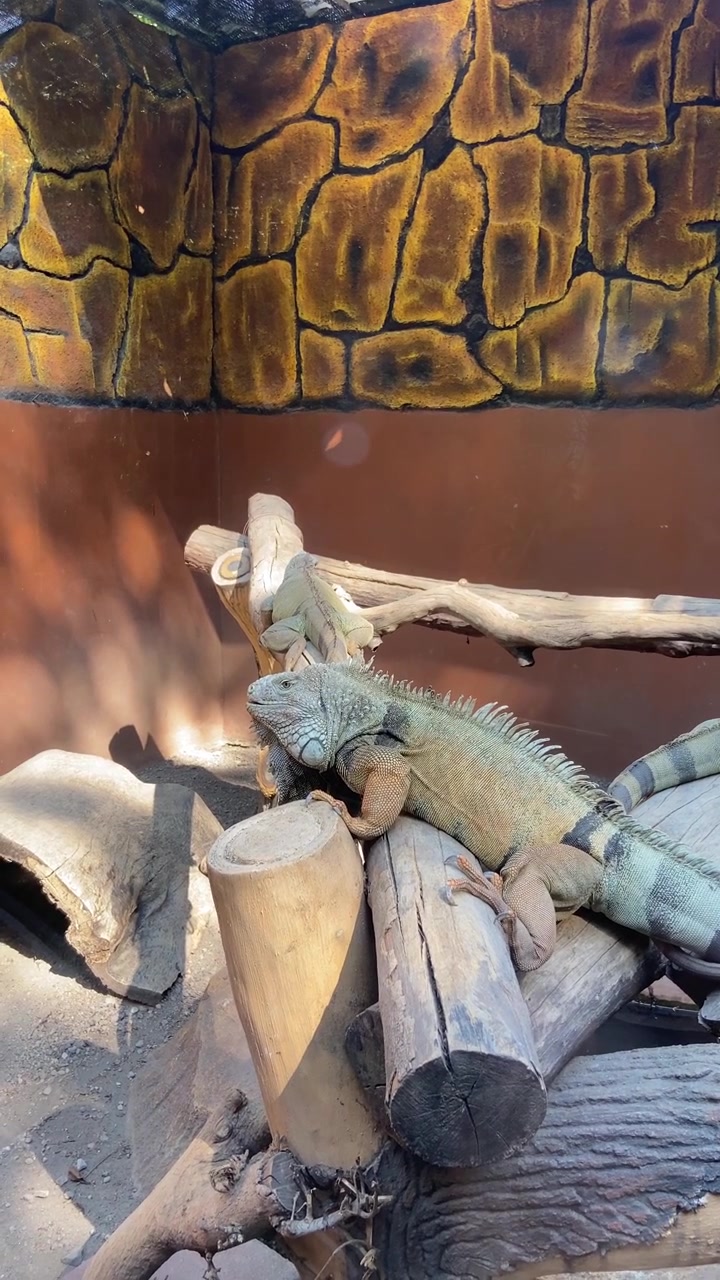 Iguane verdi che riposano su tronchi di legno in un recinto