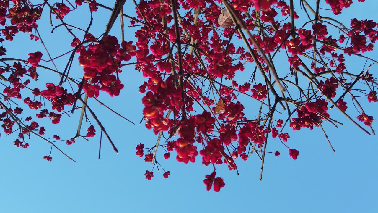 푸른 하늘 blackground와 빨간 크리스마스 꽃