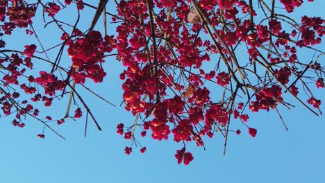 Flor-De-Navidad-Roja-Con-Fondo-Negro-De-Cielo-Azul