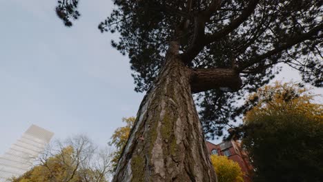 shot of tree bark at western park wide, autumn season, university of sheffield campus, sheffield, south yorkshire, uk