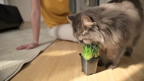 lindo gato gris olfateando y lamiendo la planta mientras una mujer irreconocible sentada en el suelo y acariciándolo