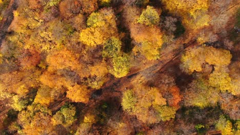 aerial view of a rural road with in yellow and orange autumn forest