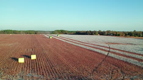 Aerial-view-captures-the-sun-drenched-beauty-of-a-cotton-picking-field-in-full-swing,-location-Georgia,-USA