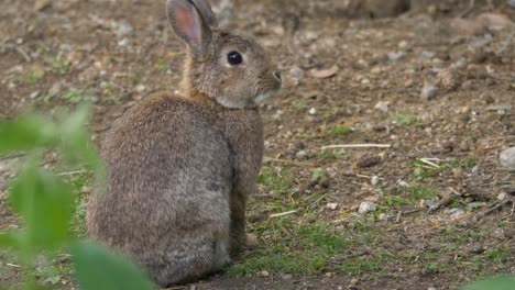 one cute brown bunny sitting on soil and smelling for food on a farm in sweden