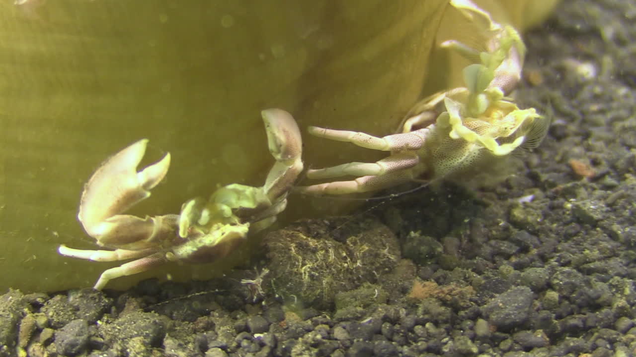 튜브에 사는 말미잘의 몸통에 달라붙은 3엽 도자기 게 두 마리