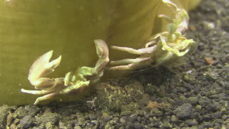 two three-lobed porcelain crabs clinged to the trunk of a tube-dwelling anemone