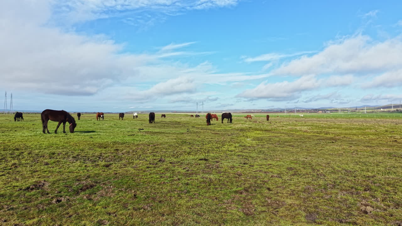 Cavalos pastam em um campo verde sob um céu azul claro à tarde, perto de uma linha de energia e colinas distantes