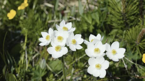 a close-up shot from the top of an anemone blossom trembling in light wind gusts