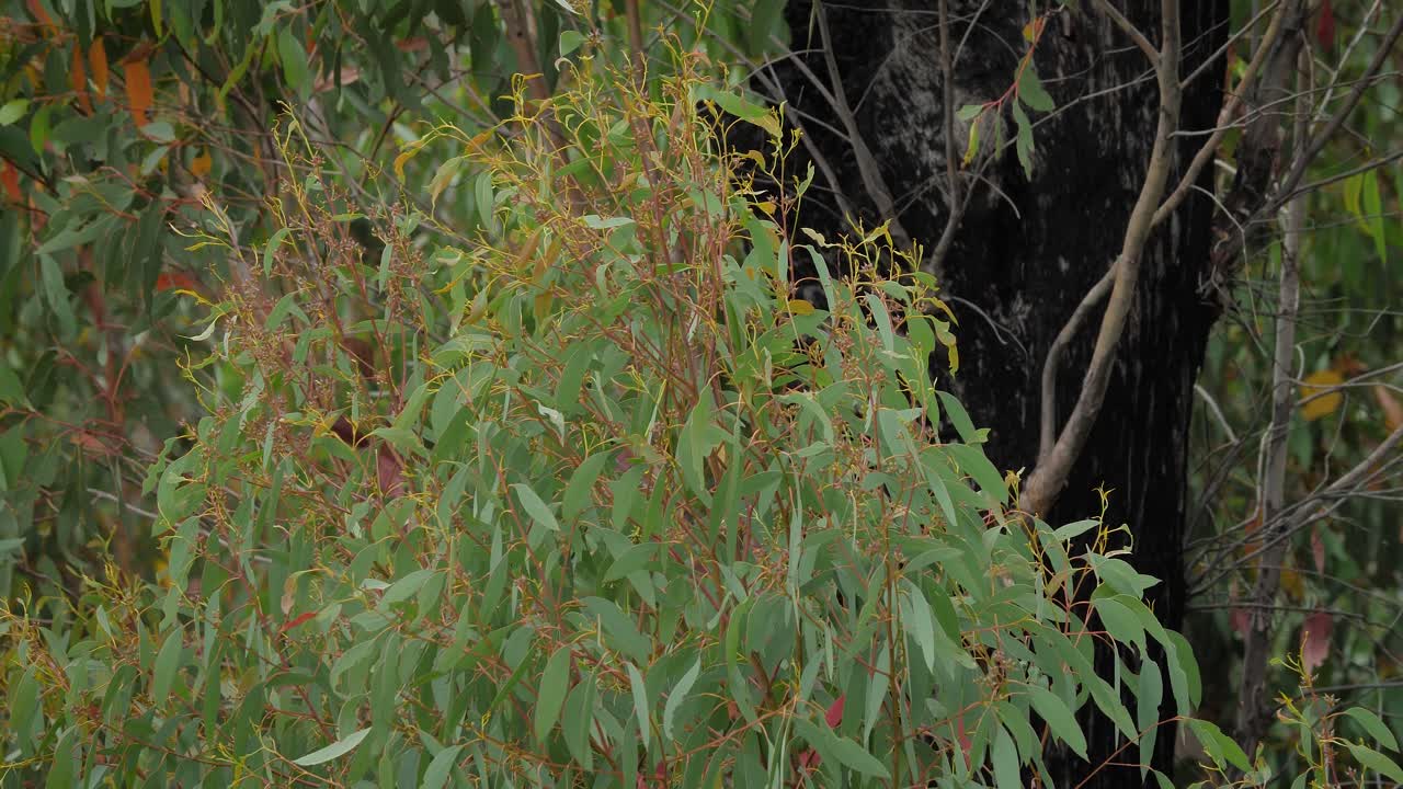 View of forest from Black Perry Lookout, Kosciuszko National Park, Talbingo, New South Wales, Australia