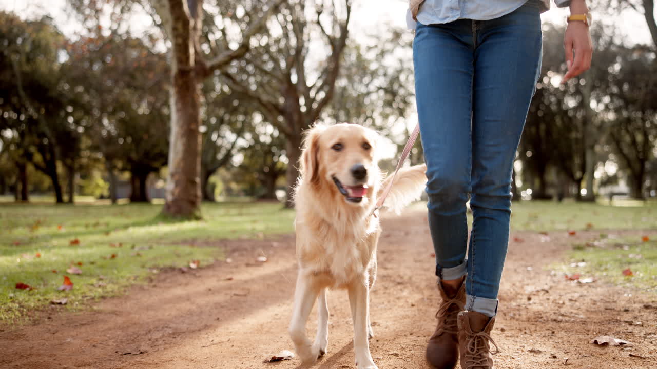 mujer caminando golden retriever en el parque