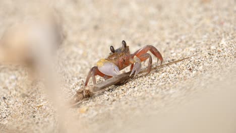 Crab-eating-on-the-beach-4k