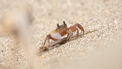 cangrejo comiendo en la playa 4k