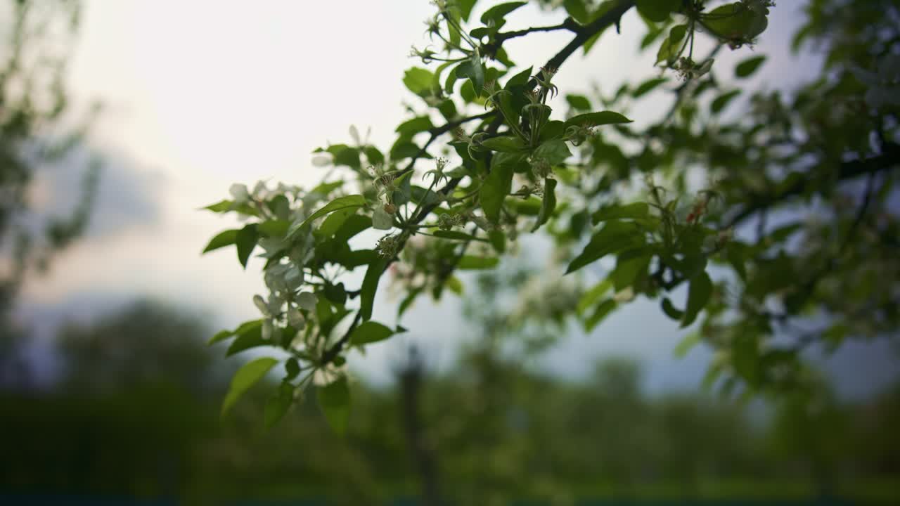 Apple Tree Flowers Blooming in Spring