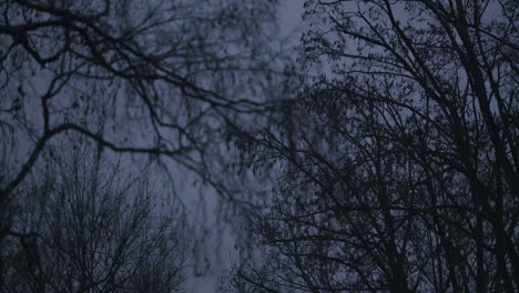 leafless tree in dark evening light in winter, silhouette in nature gently blowing in the breeze