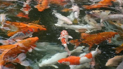 Zeitlupen-Nahaufnahme-Von-Schwimmenden-Koi-Fischen