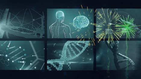 animation of screens with human biological and anatomical data