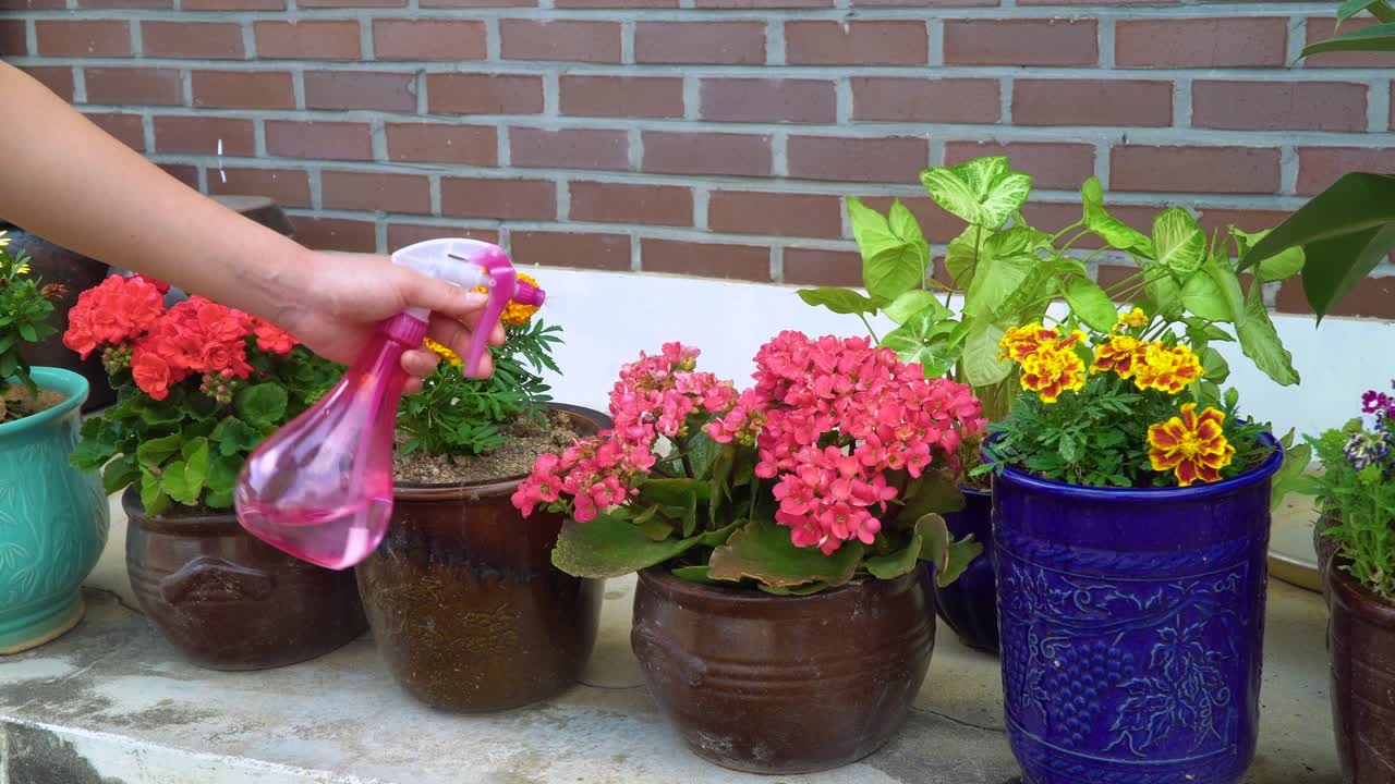 rociar agua sobre flores en macetas al lado de la pared de ladrillo