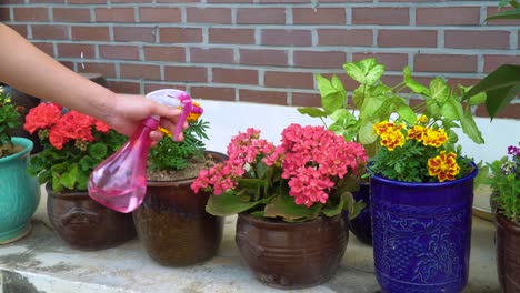 rociar agua sobre flores en macetas al lado de la pared de ladrillo