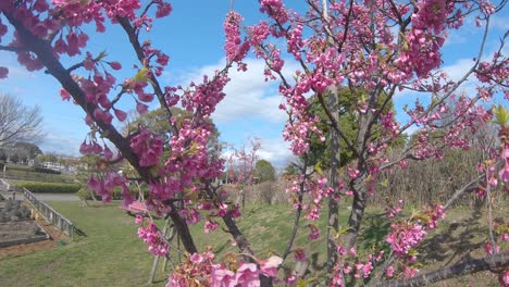 Flor-De-Cerezo-Japonesa-Kanhizakura-Que-Sopla-En-El-Viento-En-Un-Parque-Público