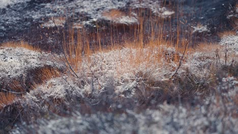 la primera nieve fresca rociada sobre la hierba marchita en la tundra