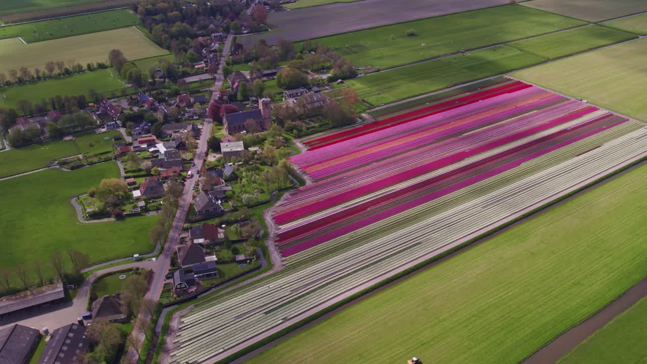 Vista aerea di Aartswoud con tulipani, fiori, chiesa, che mostra un paesaggio storico delicato nei Paesi Bassi