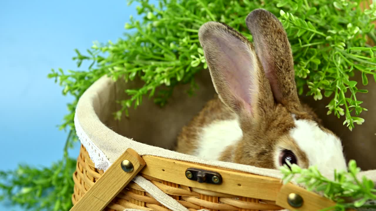 파란 스크린 배경의 토끼: 영 동물과 부활절의 똑똑한 애완동물