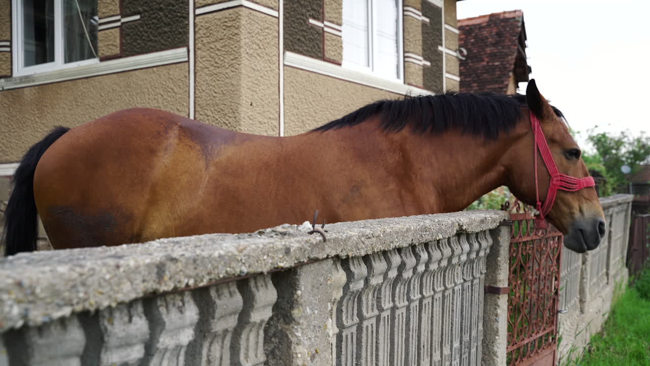 Un cheval marron est assis sous la pluie.