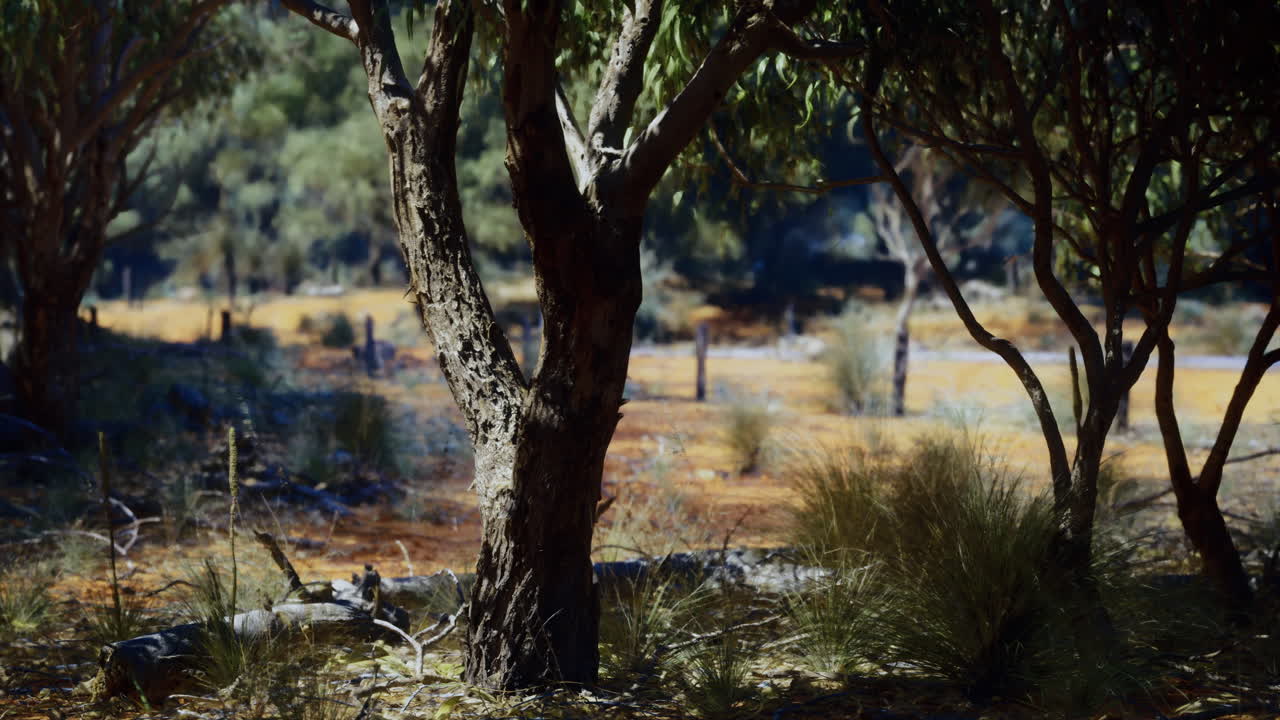 Sunlight filters through trees in australian bushland during midday