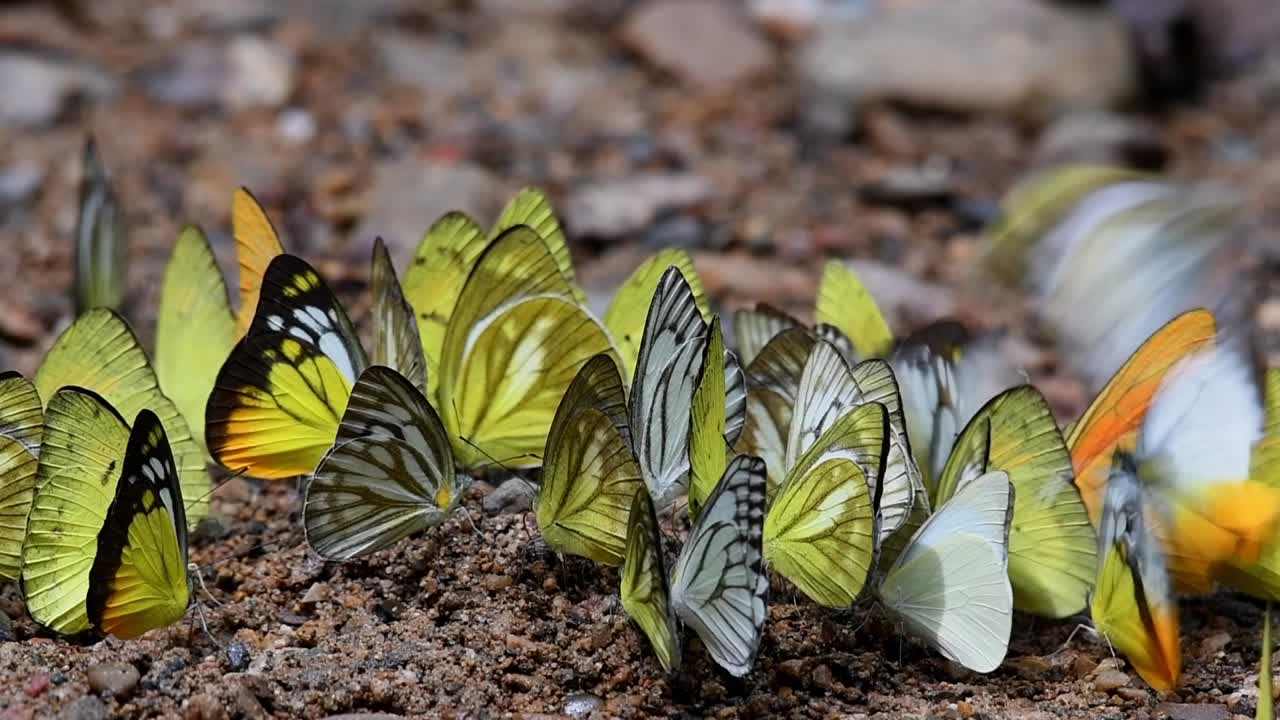 A kaleidoscope of yellow Common Gull butterflies flapping and displaying courtship on the ground and releasing abundance of pheromone during its mating season, tropical forest Thailand Asia