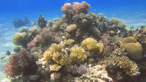 arrecife de jardín de coral vibrante con peces tropicales de ancho