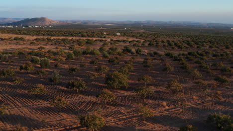 Vista-Panorámica-De-Los-Pistachos-Que-Crecen-En-Un-Huerto-Durante-La-Puesta-De-Sol-Cerca-De-Gaziantep,-Turquía