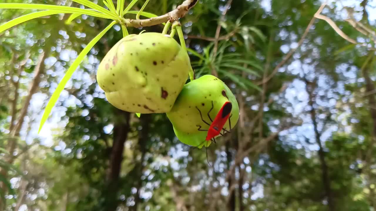HD Macro Footage of Dysdercus Cingulatus hanging under the castor tree seeds
