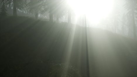 forest in autumn morning mist