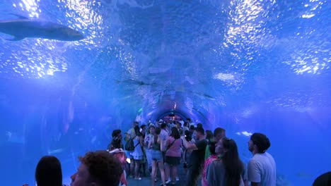underwater views of visitors in the atlantic and pacific species tunnel at oceanografic, valencia, showcasing marine fish, sharks, and turtles in europe’s largest aquarium in spain.