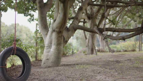 tire swing hanging from tree in backyard, inviting playful outdoor fun, copy space