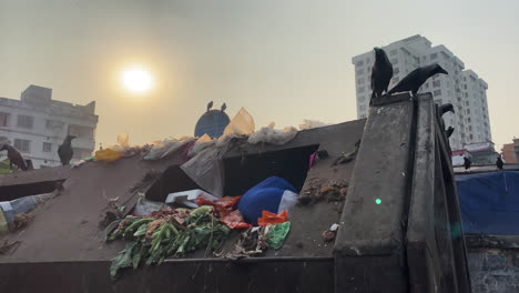 Voller-Mülleimer-Mit-Vögeln-Oben-In-Vororten-Von-Dhaka-City,-Handheld-Ansicht