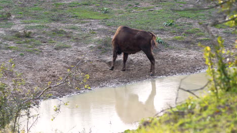 Europäischer-Bison-Steht-An-Einem-Schlammigen-Bach-Und-Kratzt-Sich,-Tschechien